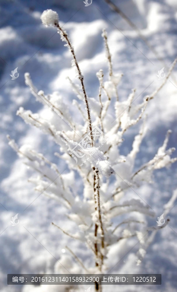 雪覆蓋的樹枝