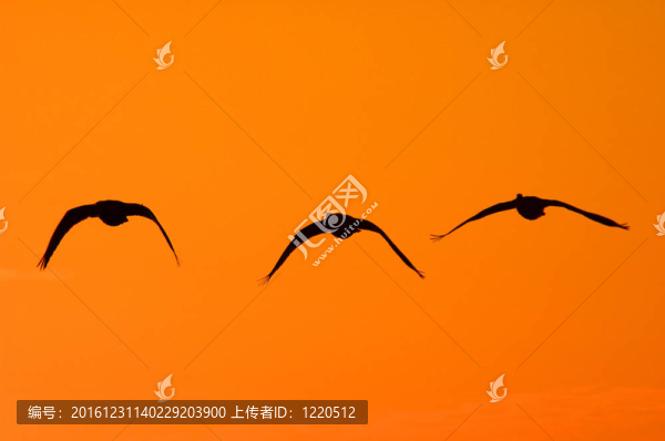 鳥