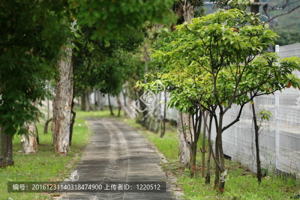 樹和路
