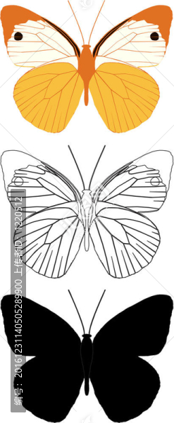 蝴蝶