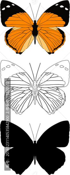 蝴蝶