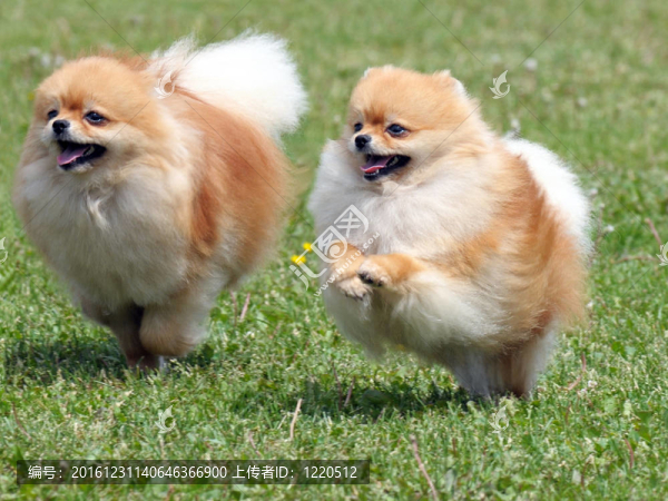 兩走狗