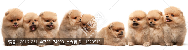 九博美犬斯皮茨狗