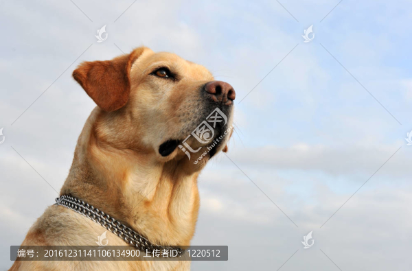 拉布拉多獵犬