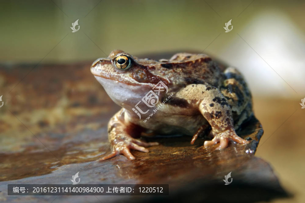 青蛙