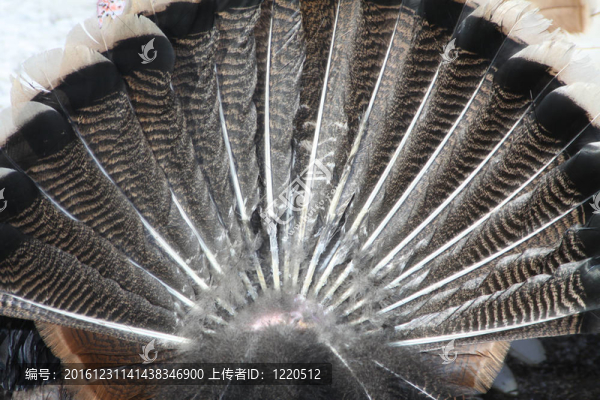 火雞尾巴上的羽毛