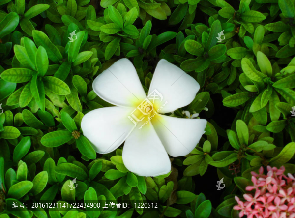 白色的雞蛋花