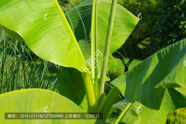 香蕉02