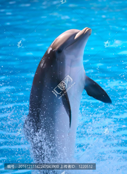 海豚