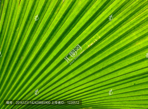 綠葉