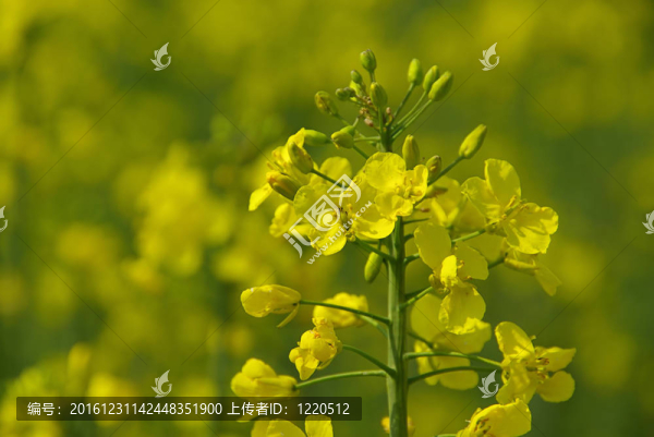 Rapeseed,01