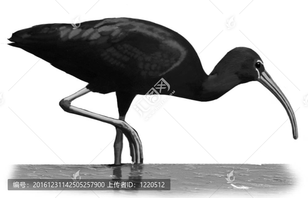 朱鷺