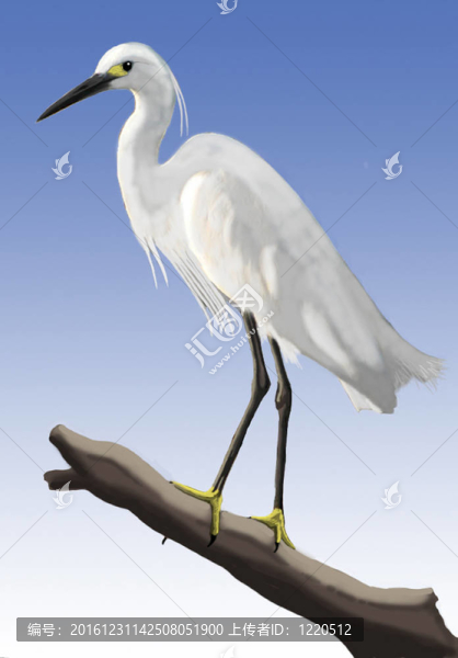 小白鷺