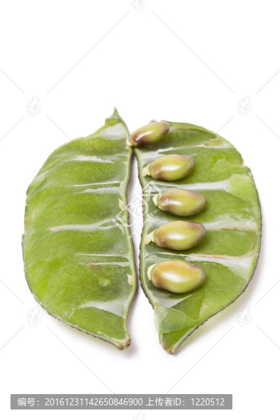 印度豆