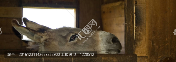 好奇的驢