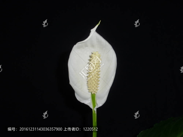 花室白鶴芋屬