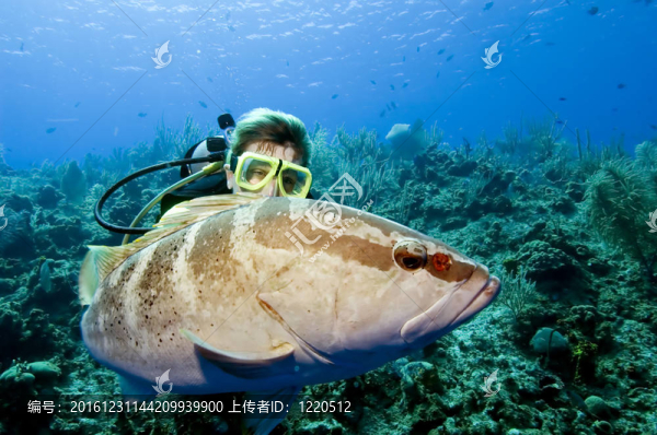 潛水員和魚