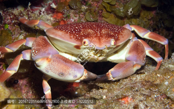 蝙蝠珊瑚蟹