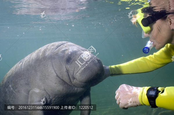 女性遇到海牛