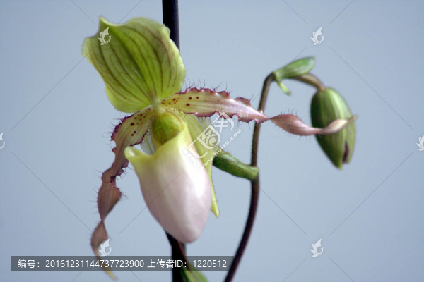 PAPH蘭花