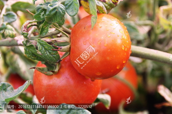 紅色的西紅柿