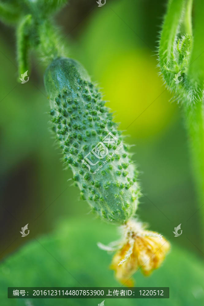 小黃瓜花