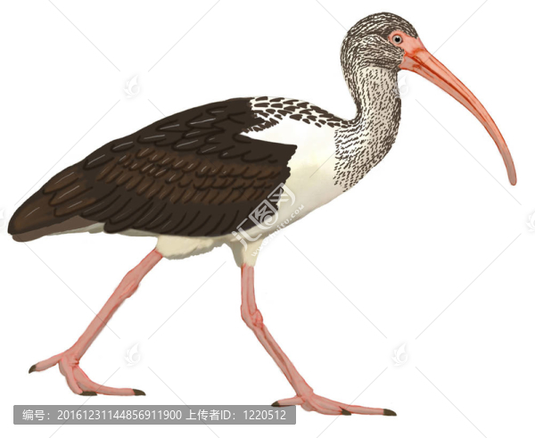 白朱鷺