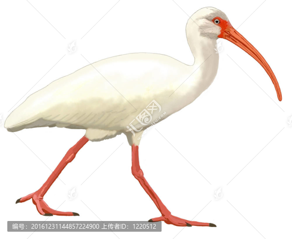 白朱鷺