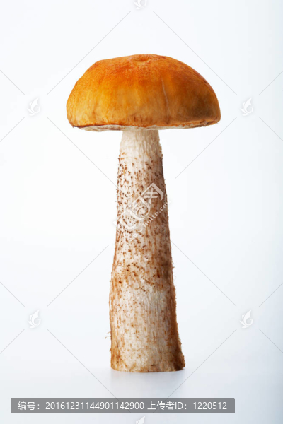 楊樹菇