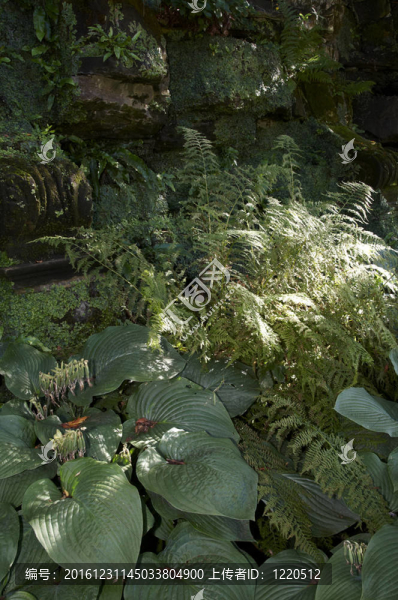 綠蔭花園