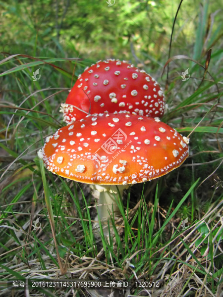 毒蠅傘（Amanita,muscaria）