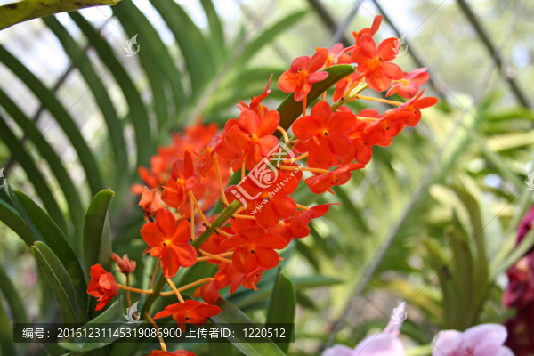 橙色的蘭花