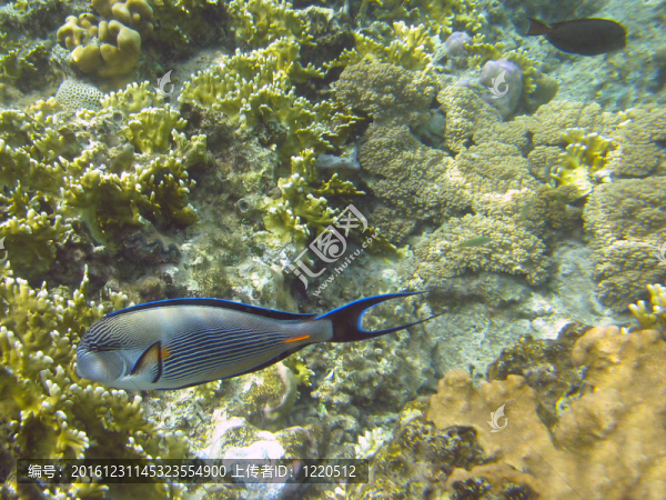 shohal外科醫(yī)生魚（Acanthurus,sohal）