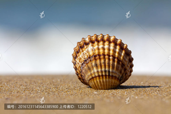 貝殼在沙灘上