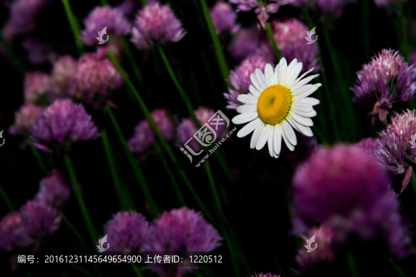 雛菊花