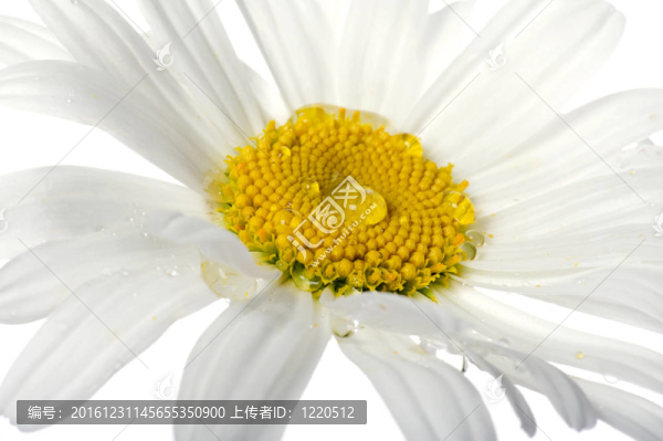 白色的花宏