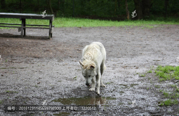 Wolf,Dog,001
