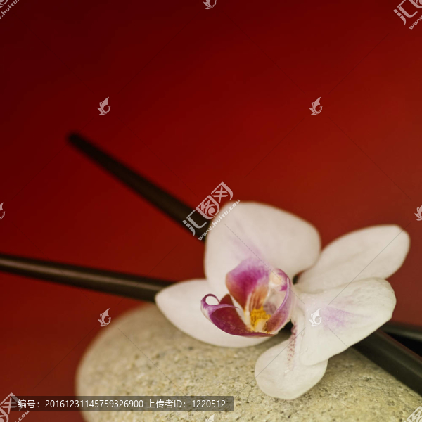 蘭花