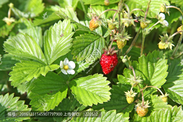 野草莓