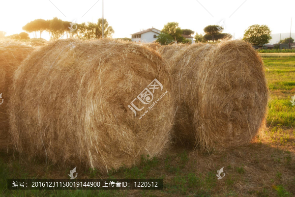 Hay,Bales；托斯卡納