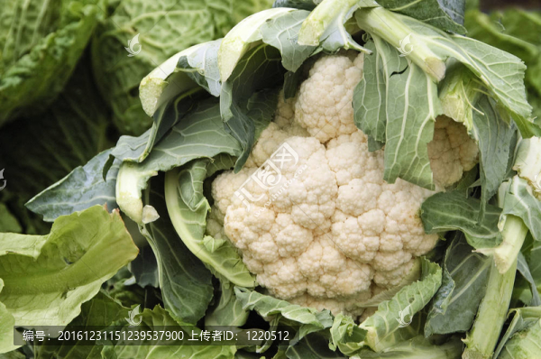 菜花