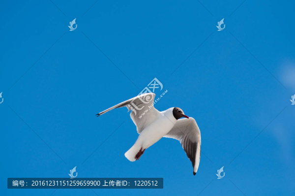 海鷗飛