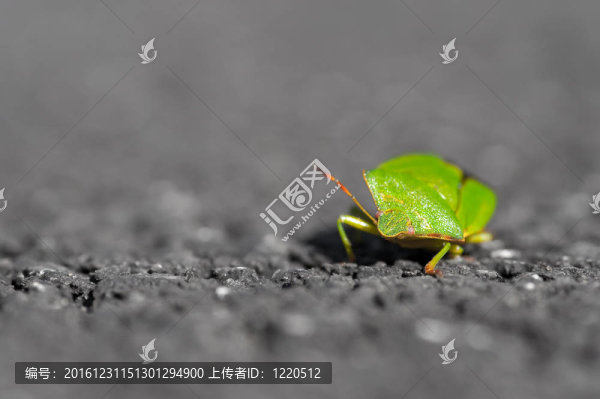 盾甲