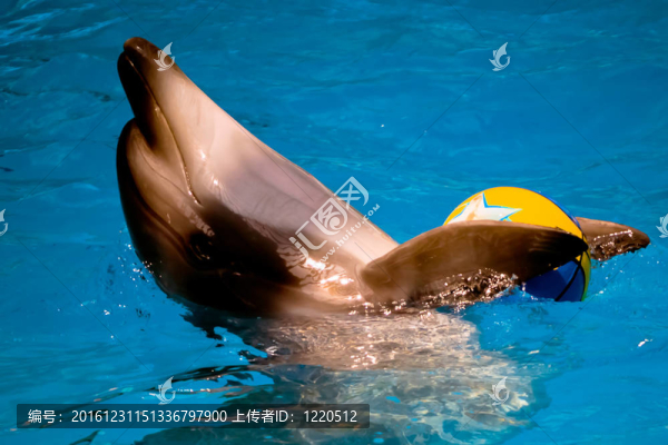 表演的海豚