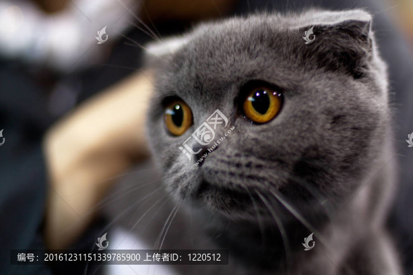 蘇格蘭折
