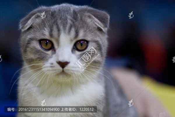 斑貓