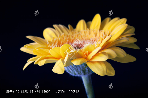 戴茜對(duì)黑人