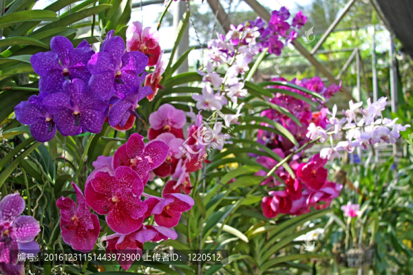 許多蘭花