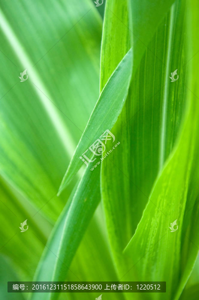 在該領(lǐng)域的年輕的綠色玉米葉農(nóng)業(yè)背景的細(xì)節(jié)。