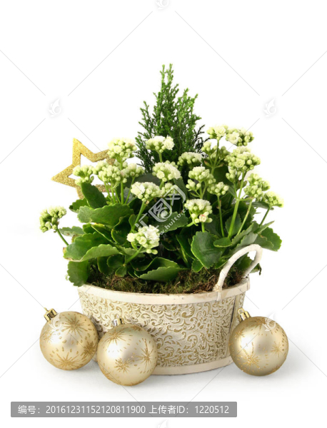 圣誕花